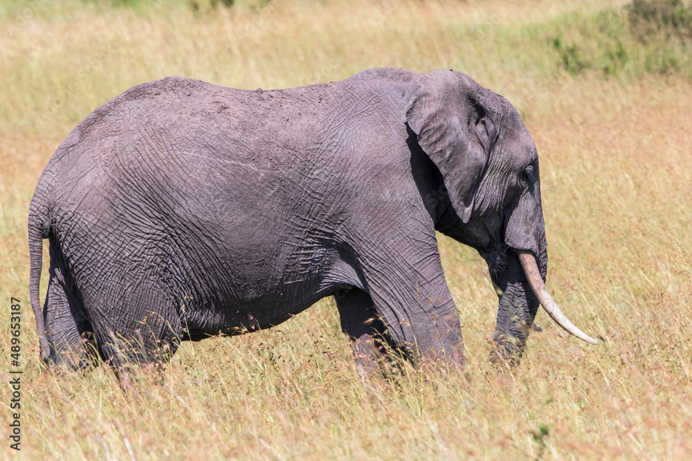 Elephant walking in tall grass on the savannah
