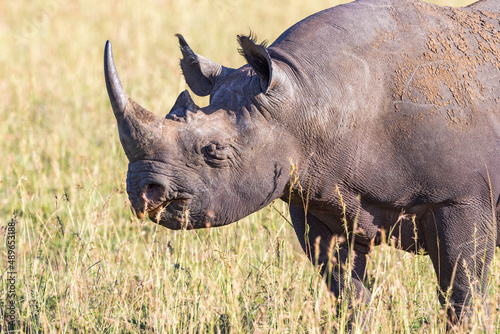 Black rhino on the grass savanna in Maasai mara