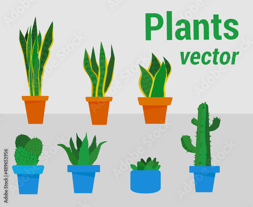 plants in pots