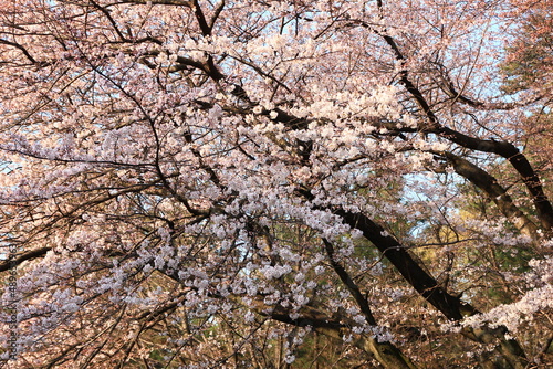 桜咲く砧公園（東京・世田谷）。朝日の中の桜。

