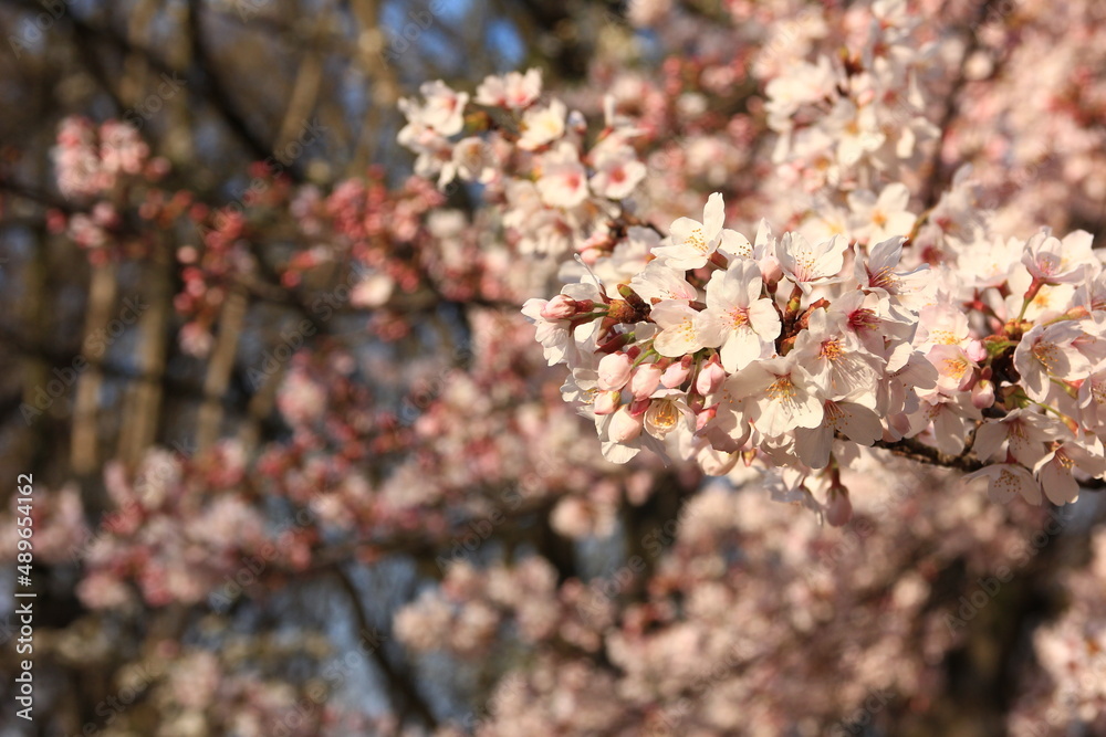 Fototapeta premium 桜咲く砧公園（東京・世田谷）。朝日の中の桜。