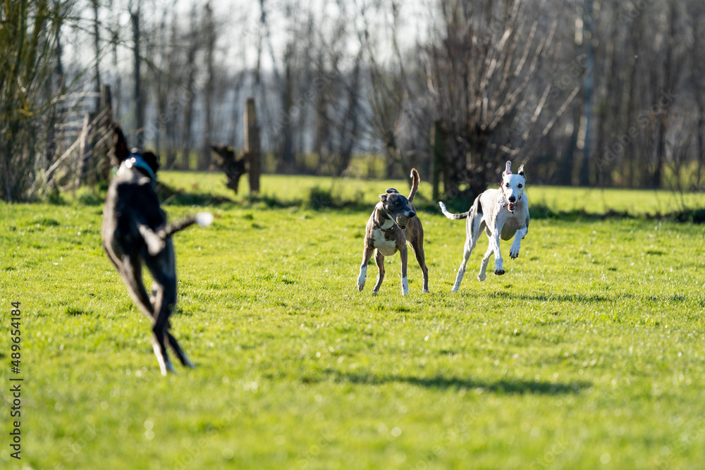 The English Greyhound, or simply the Greyhound dog, running and playing with other grehyhounds in the grass on a sunny day in the park The English Greyhound, or simply the Greyhound dog, running and playing with other grehyhounds in the grass on a sunny day in the park