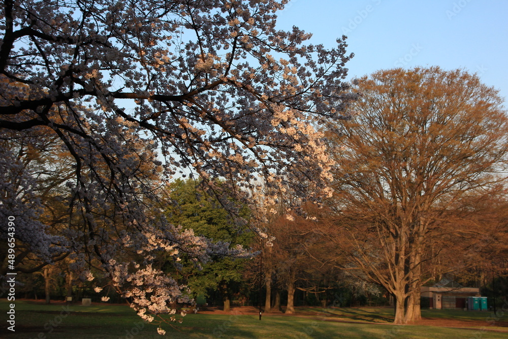 桜咲く砧公園（東京・世田谷）。朝日の中の桜。

