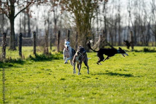 The English Greyhound  or simply the Greyhound dog  running and playing with other grehyhounds in the grass on a sunny day in the park
