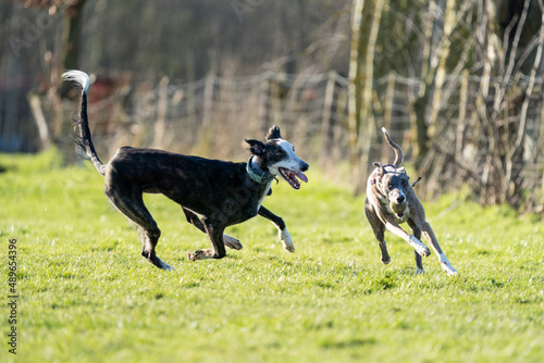The English Greyhound  or simply the Greyhound dog  running and playing with other grehyhounds in the grass on a sunny day in the park