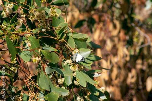 Caper white or common white butterfly (belenois java) perched on a eucalyptus flower with blurred background photo