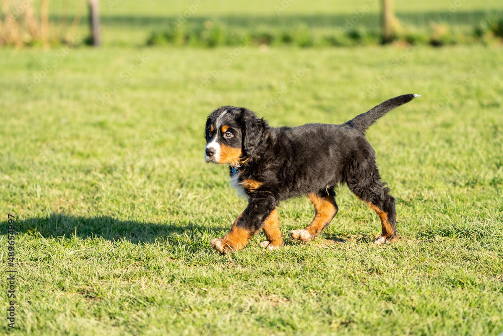puppy dog in grass