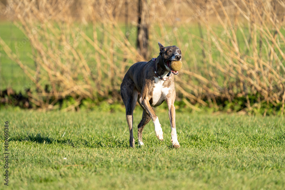 The English Greyhound, or simply the Greyhound dog, running and playing with other grehyhounds in the grass on a sunny day in the park