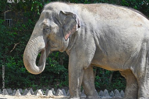 到津の森公園「セイロンゾウ」