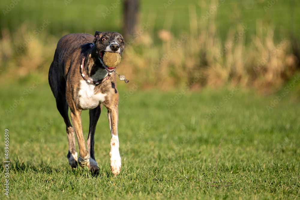 The English Greyhound, or simply the Greyhound dog, running and playing with other grehyhounds in the grass on a sunny day in the park