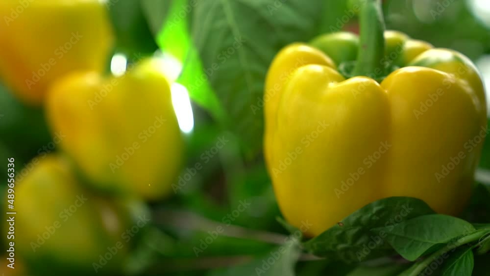Slow motion shot of the exotic crop, ripened Yellow Bell Peppers growing in a farm-to-table organic garden.
