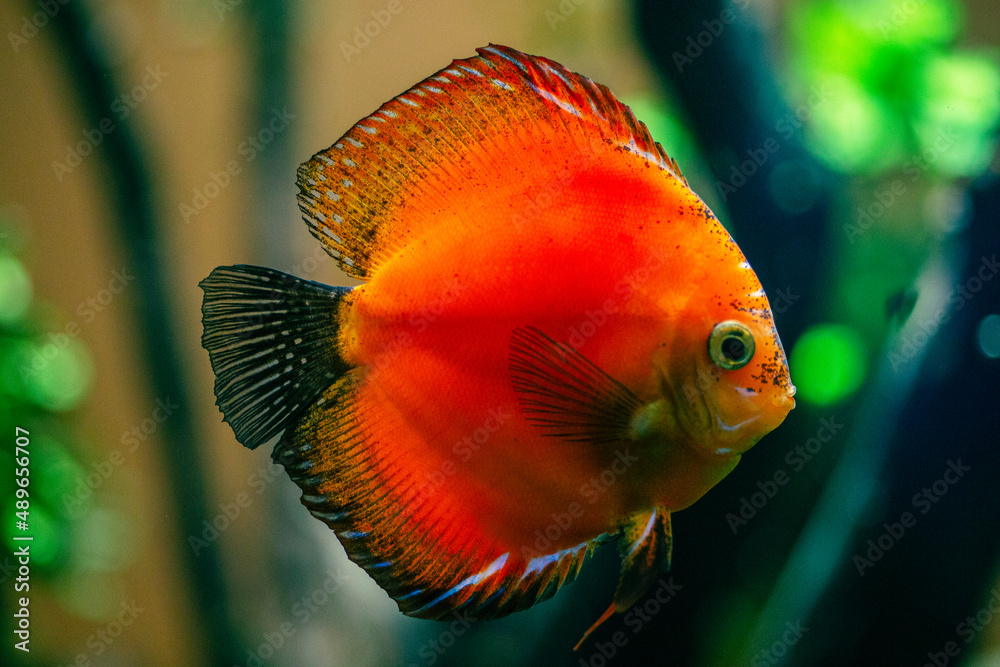 Obraz premium colorful marlboro red discus fish