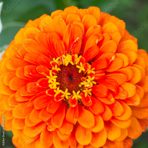 Orange flower of the cynium. Closeup