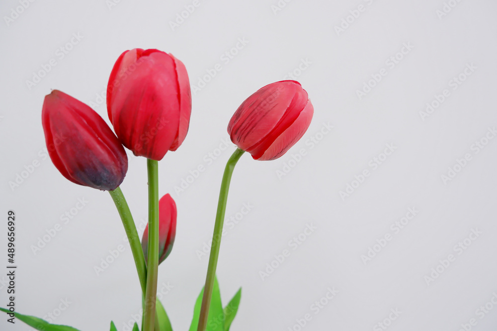 Red tulips in vase on red background.
