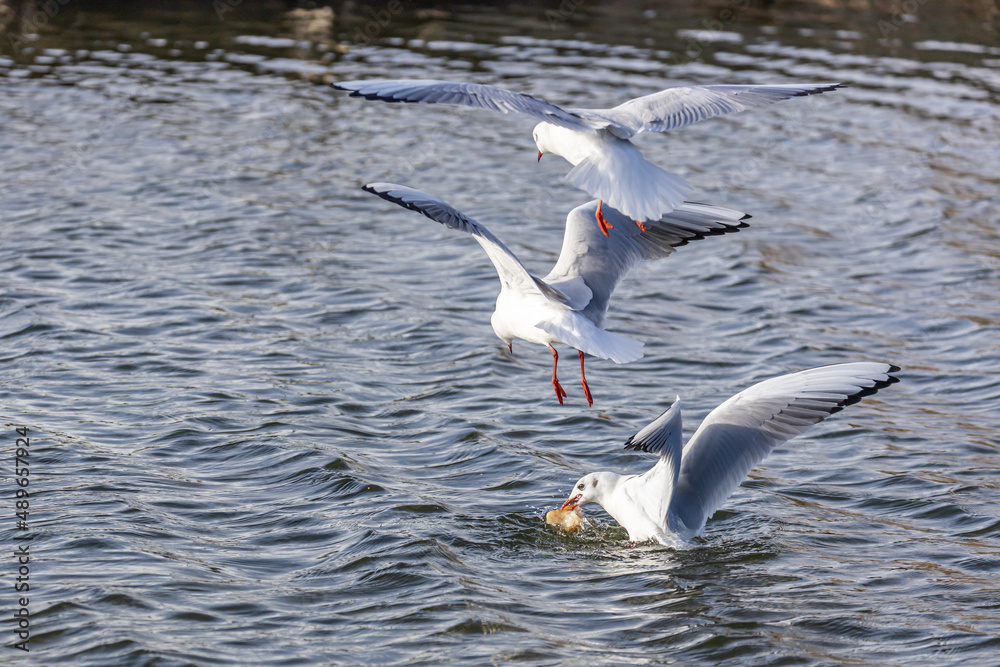 Fototapeta premium Wassertiere am Bodensee