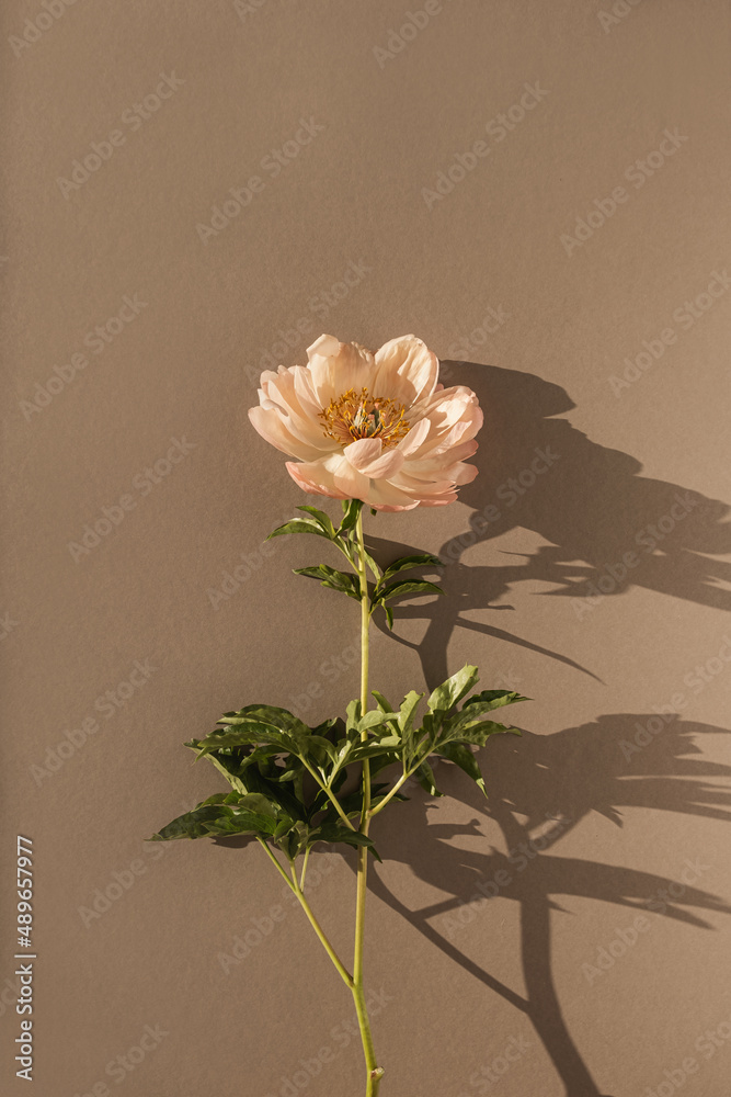 Aesthetic delicate beige peony flower with sunlight shadows on