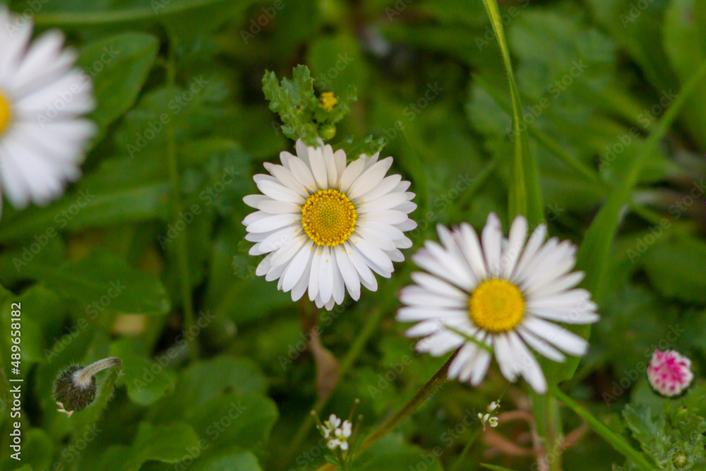 Detail of Bellis perennis blooming on the field, is a common European species of daisy. Detail of Bellis perennis blooming on the field, is a common European species of daisy.