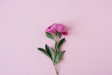 Delicate elegant pink peony flower on neutral pastel pink background with copy space. Minimalist aesthetic simplicity flat lay, top view floral composition