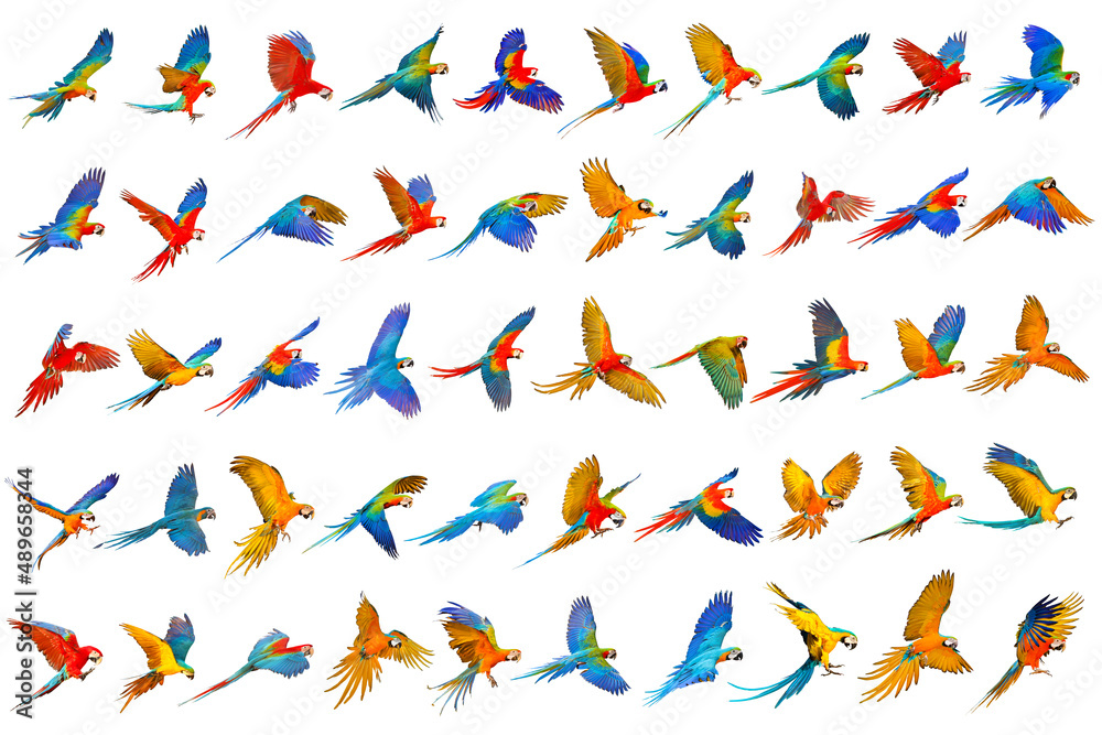 Fototapeta premium Colorful set of macaw parrot isolated on white background.