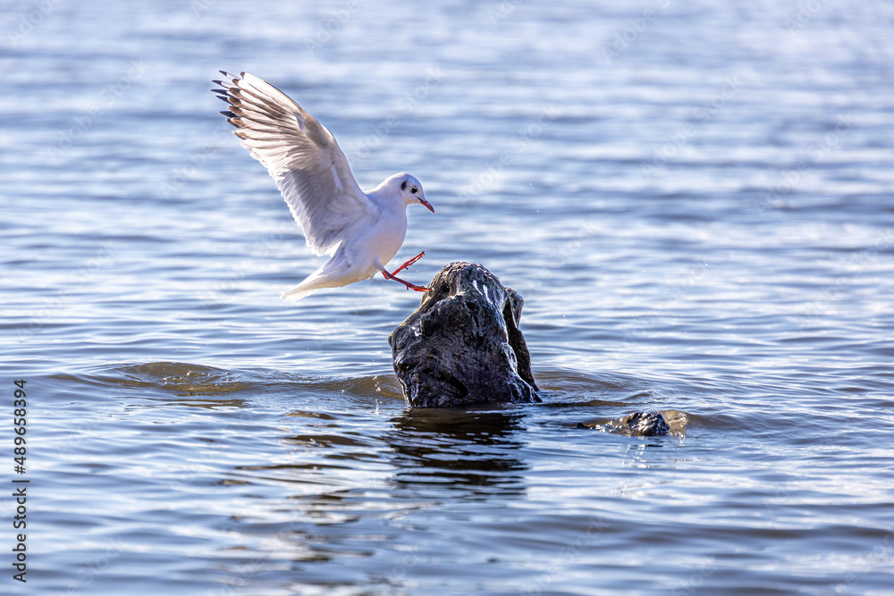 Fototapeta premium Wassertiere am Bodensee