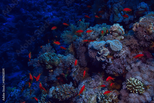 coral reef background  underwater marine life ecosystem ocean sea