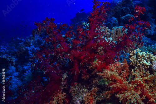 coral reef background  underwater marine life ecosystem ocean sea