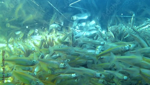 A large shoal of small sunbleak fish (Leucaspius delineatus) swims in the water. Freshwater fish. Selective focus. photo