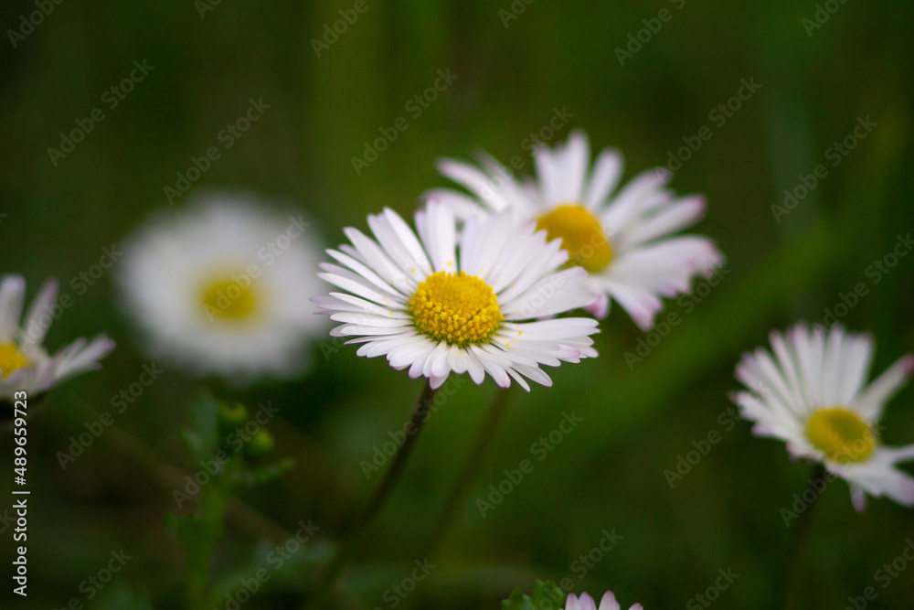 Close up of Bellis perennis on green field.springtime of full flowering white common daisies.Photography in natural light. Close up of Bellis perennis on green field.springtime of full flowering white common daisies.Photography in natural light.