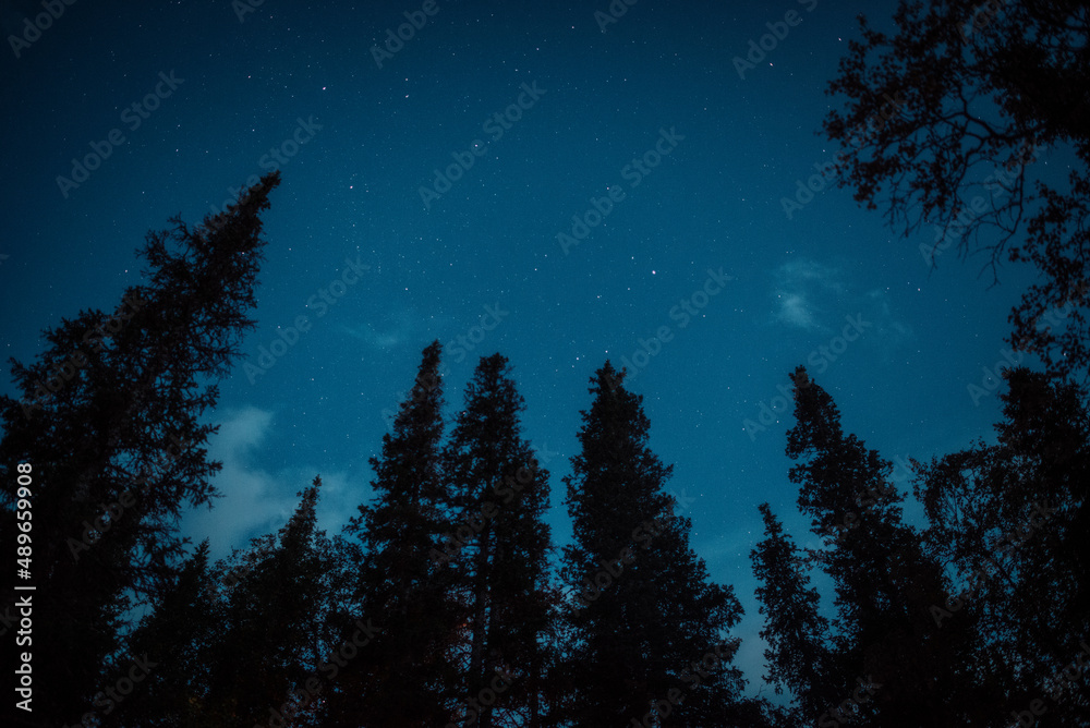 Starry sky in the forest