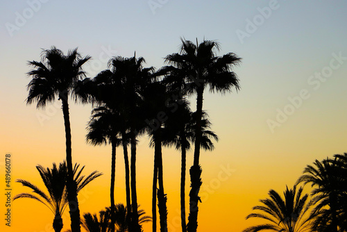 Palm trees during the sunset in Playa Del Ingles  Gran Canaria  Spain