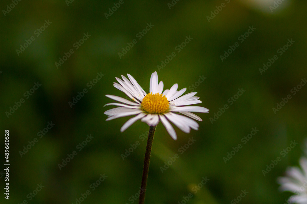 Close up of Bellis perennis on green field.springtime of full flowering white common daisies.Photography in natural light. Close up of Bellis perennis on green field.springtime of full flowering white common daisies.Photography in natural light.