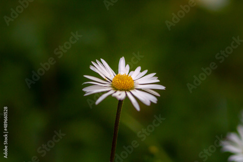 Close up of Bellis perennis on green field.springtime of full flowering white common daisies.Photography in natural light.
