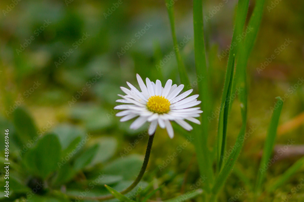Beautiful bloom of Bellis perennis grow on green field.Springtime of full flowering white common daisies.Photography in natural light. Beautiful bloom of Bellis perennis grow on green field.Springtime of full flowering white common daisies.Photography in natural light.
