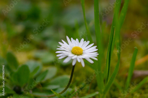 Beautiful bloom of Bellis perennis grow on green field.Springtime of full flowering white common daisies.Photography in natural light.