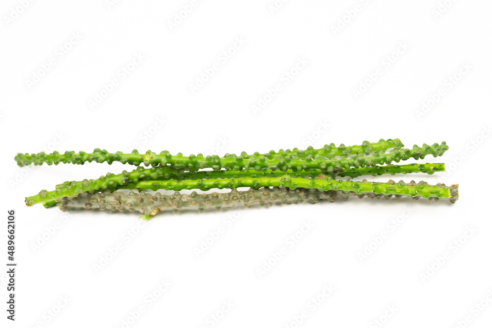 Naklejka premium Tinospora cordifolia herb isolated on white background. Tinospora cordifolia has a bitter taster and used as a medicinal ingredient in traditional medicine.
