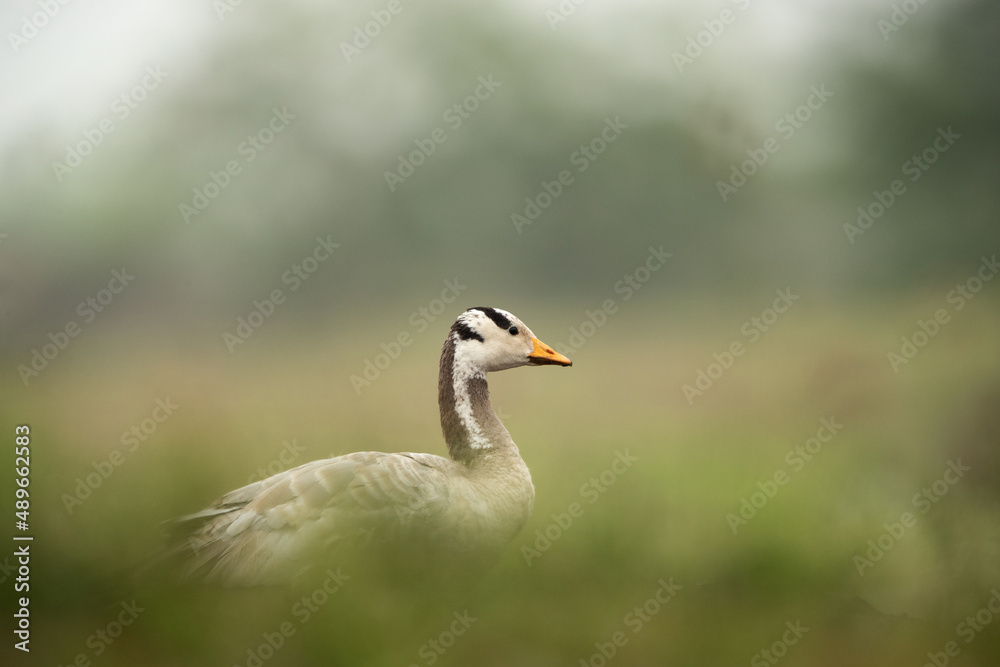 A Bar-headed goose in green at Bhigwan bird sanctuary, India