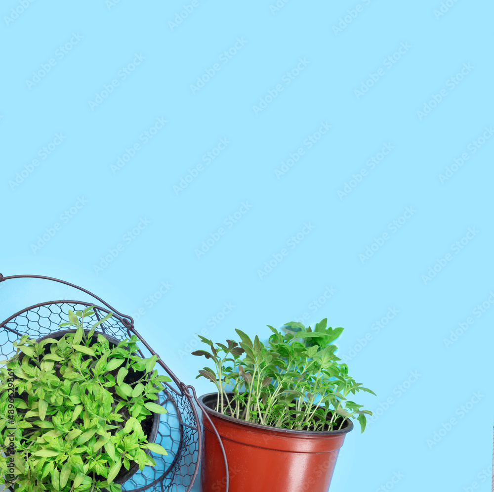 Young tomato seedlings in plastic pots on blue paper background. Young tomato seedlings in plastic pots on blue paper background.
