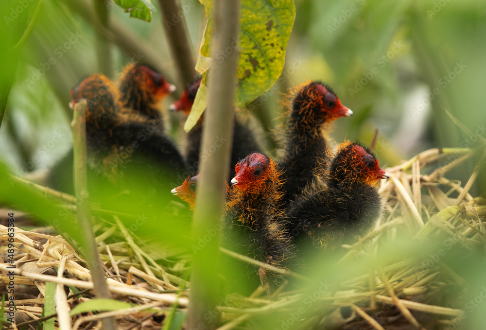 Obraz premium Moorhen chicks at Bhigwan bird sanctuary, India