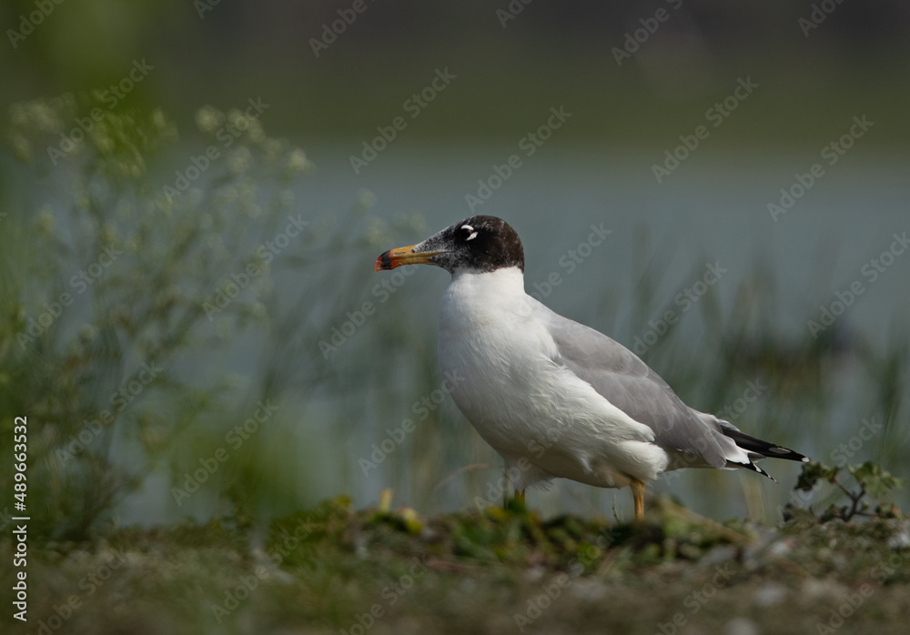 Great black-headed gull at Bhigwan bird sanctuary, India Great black-headed gull at Bhigwan bird sanctuary, India
