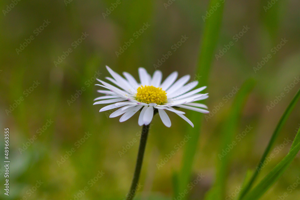 Obraz premium Close up of Bellis perennis on green field.springtime of full flowering white common daisies.Photography in natural light.