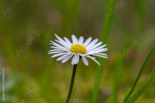 Close up of Bellis perennis on green field.springtime of full flowering white common daisies.Photography in natural light.