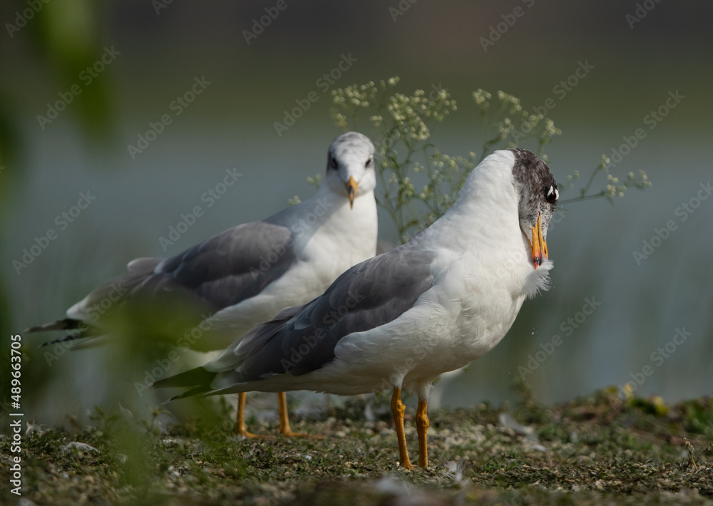 Obraz premium Great black-headed gull preening at Bhigwan bird sanctuary, India