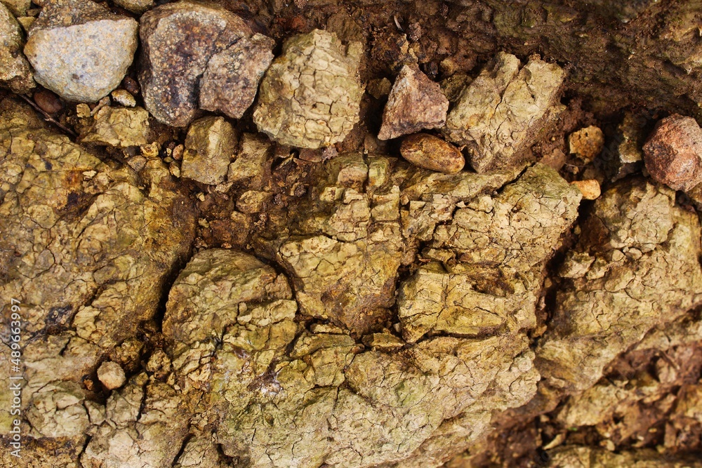 bark of a tree bark of a tree