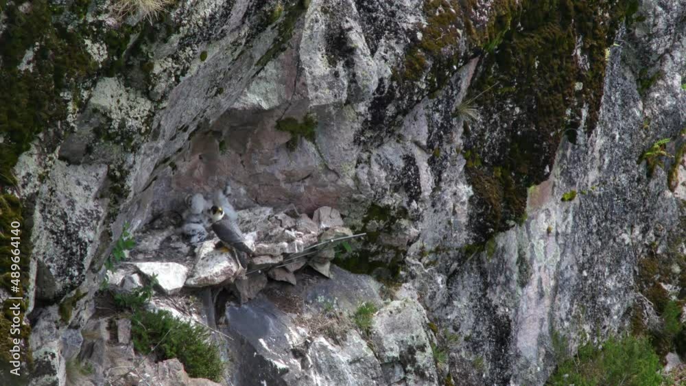 View of small bird on rock View of small bird on rock