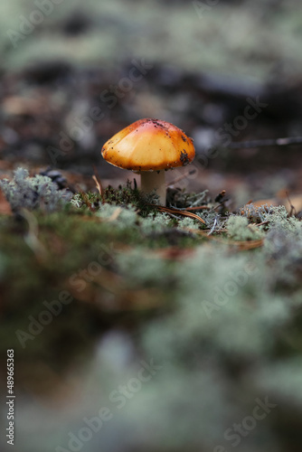 A young mushroom grows in moss. Сoniferous forest 