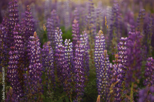 Field of purple lupins 