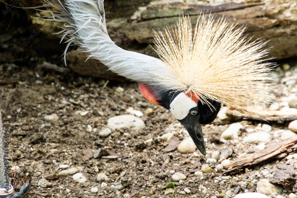 Fototapeta premium Close up of exotic bird with spiky tufted head