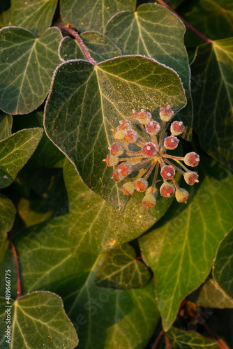 Green ivy leaves with berries covered with frost in the rays of the sun background 