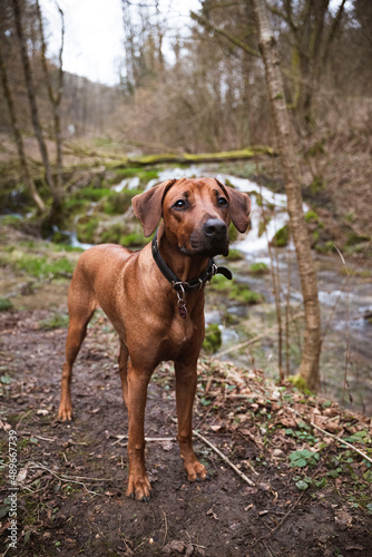 Rhodesian Ridgeback in nature. A hound in the forrest photo