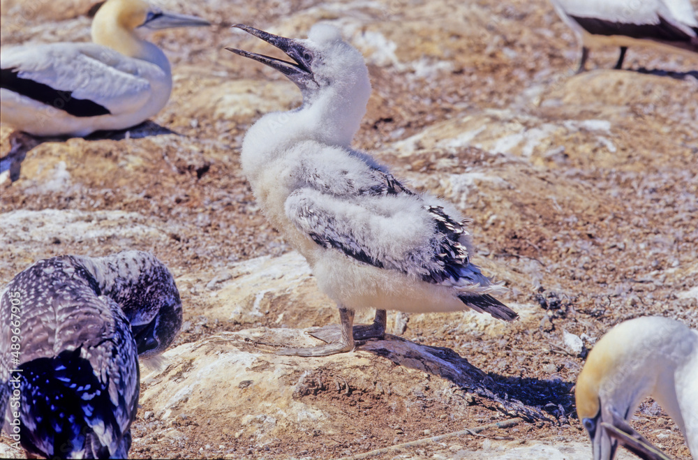 Obraz premium Australasian gannet